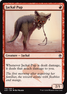 Picture of Jackal Pup                       